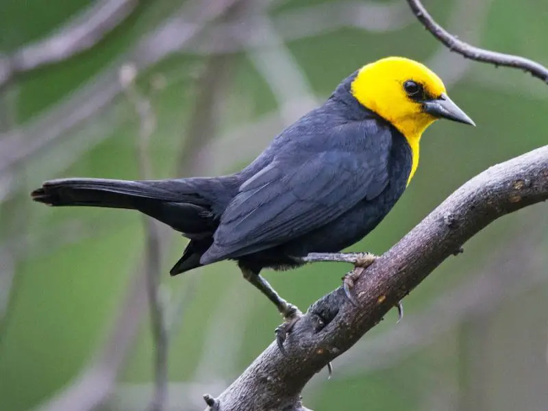 Yellow Birds With Black Wings