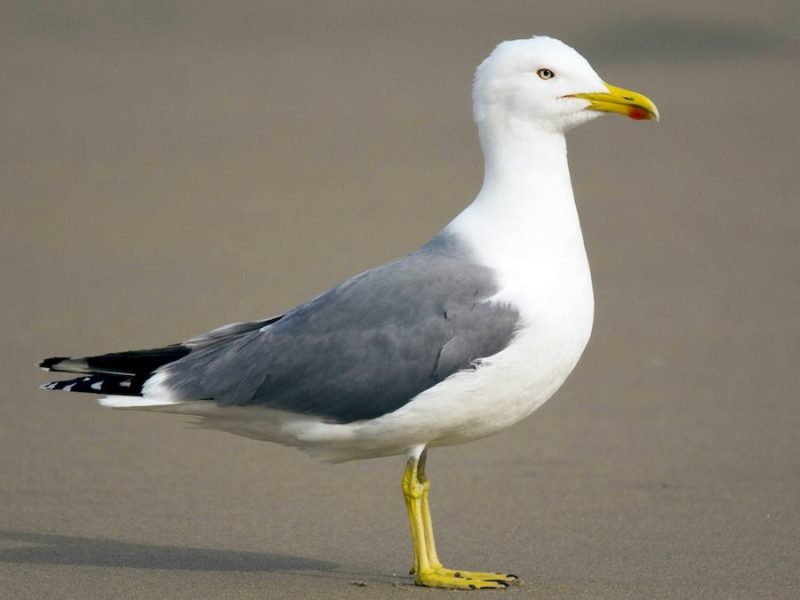 Animals That Start With Y