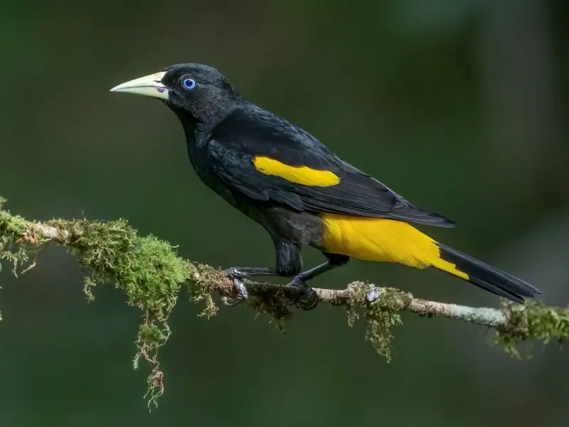 Yellow Birds With Black Wings