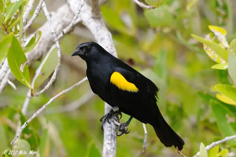 Yellow Birds With Black Wings