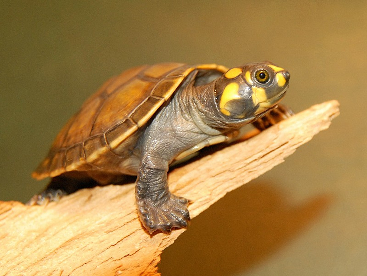 Animals That Start With Y