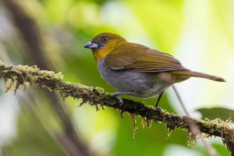 Yellow Birds With Black Wings