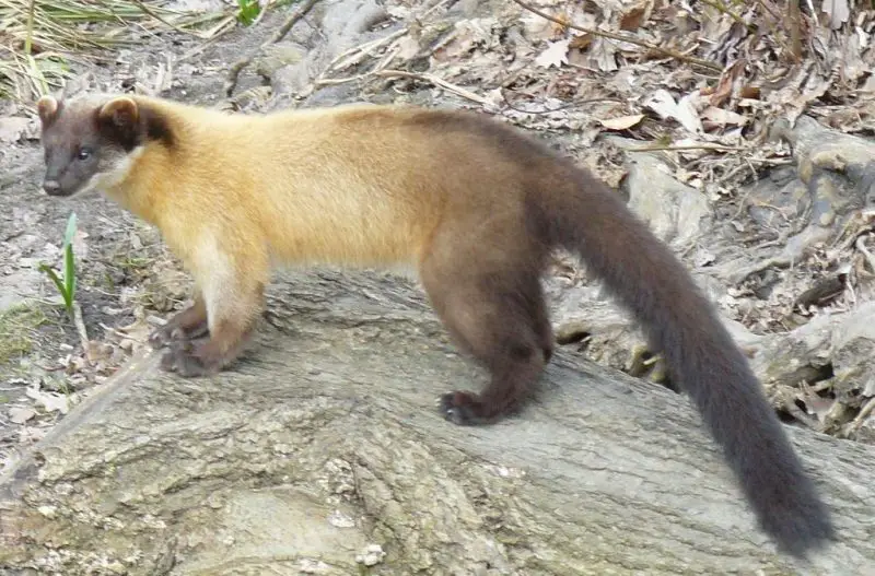 Animals That Start With Y