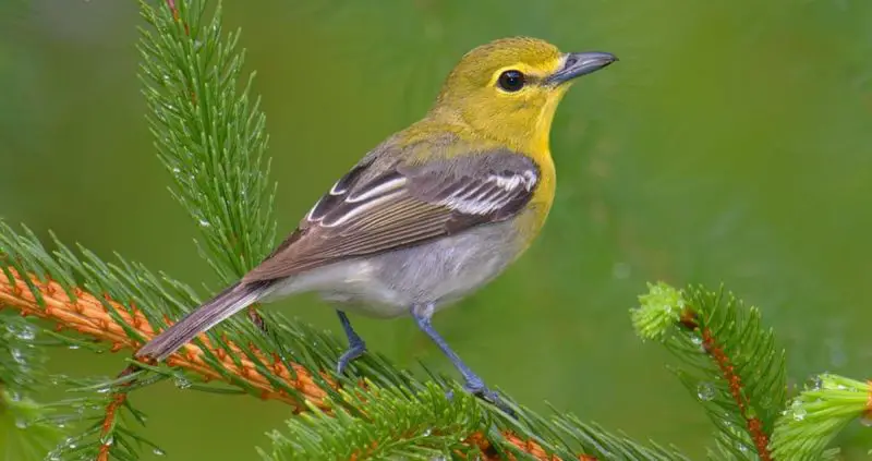 Animals That Start With Y