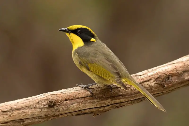 Yellow Birds With Black Wings
