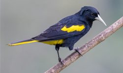 43 Animals That Start With Y (With Pictures and Names)