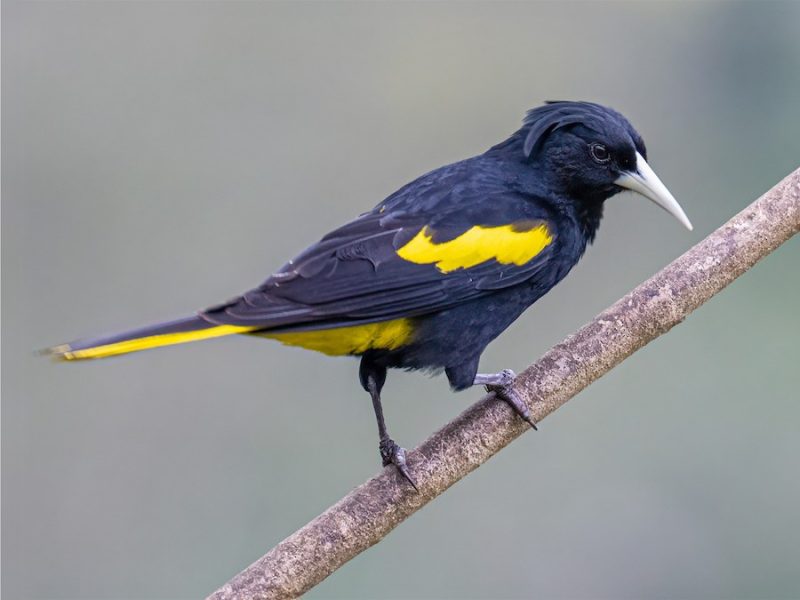 Yellow Birds With Black Wings