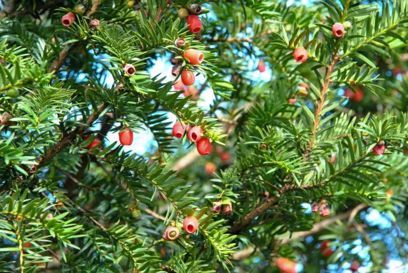 Types of Evergreen Trees
