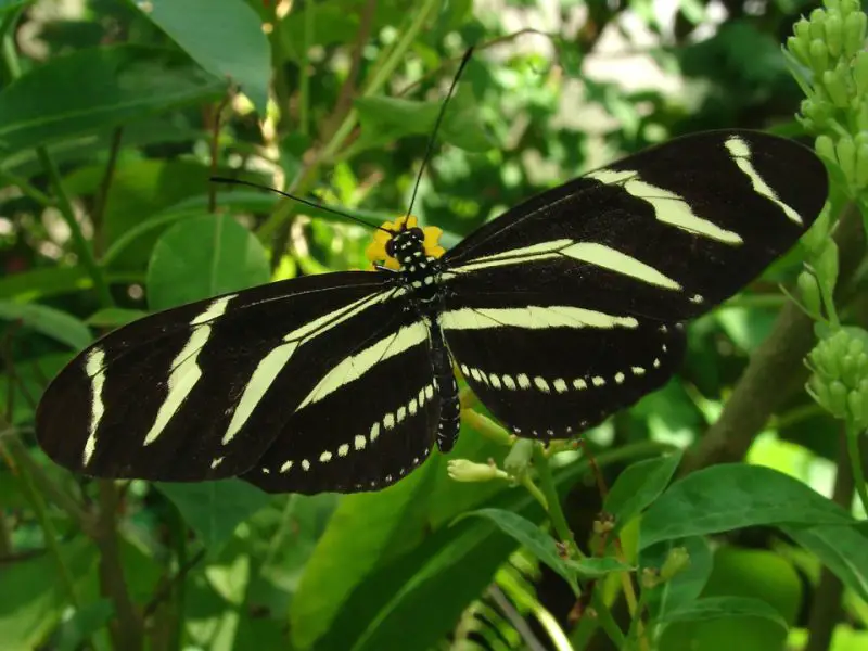 types of butterflies in Florida