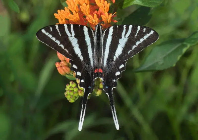 types of butterflies in Florida