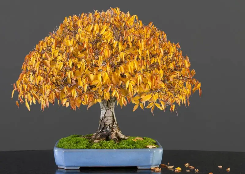 Types of Bonsai Trees