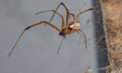 The Truth About Male Black Widow Spiders (Pictures, Identification)