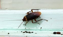What Cockroach Poop Looks Like (And Why You Should Care)
