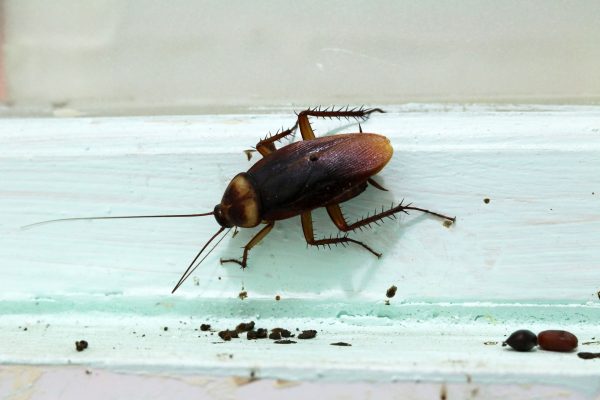 Cockroach Poop