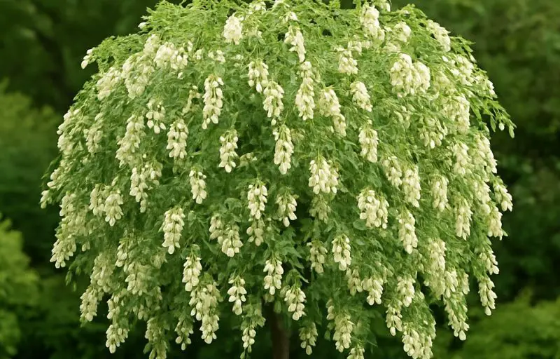Shrubs with White Flowers