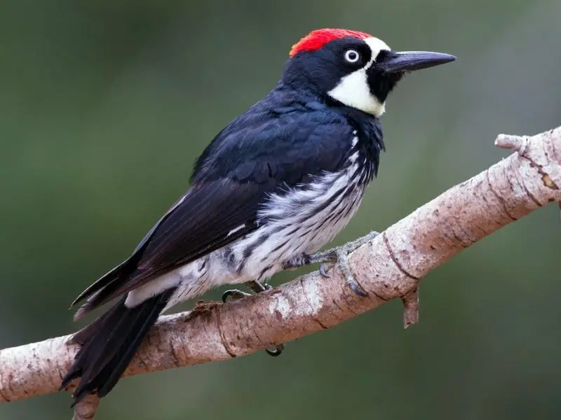 Types of Birds in California