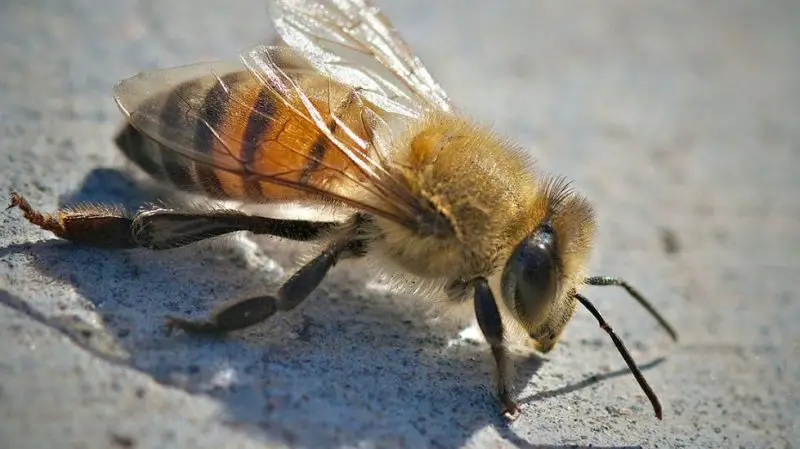 Most Dangerous Animals in Florida