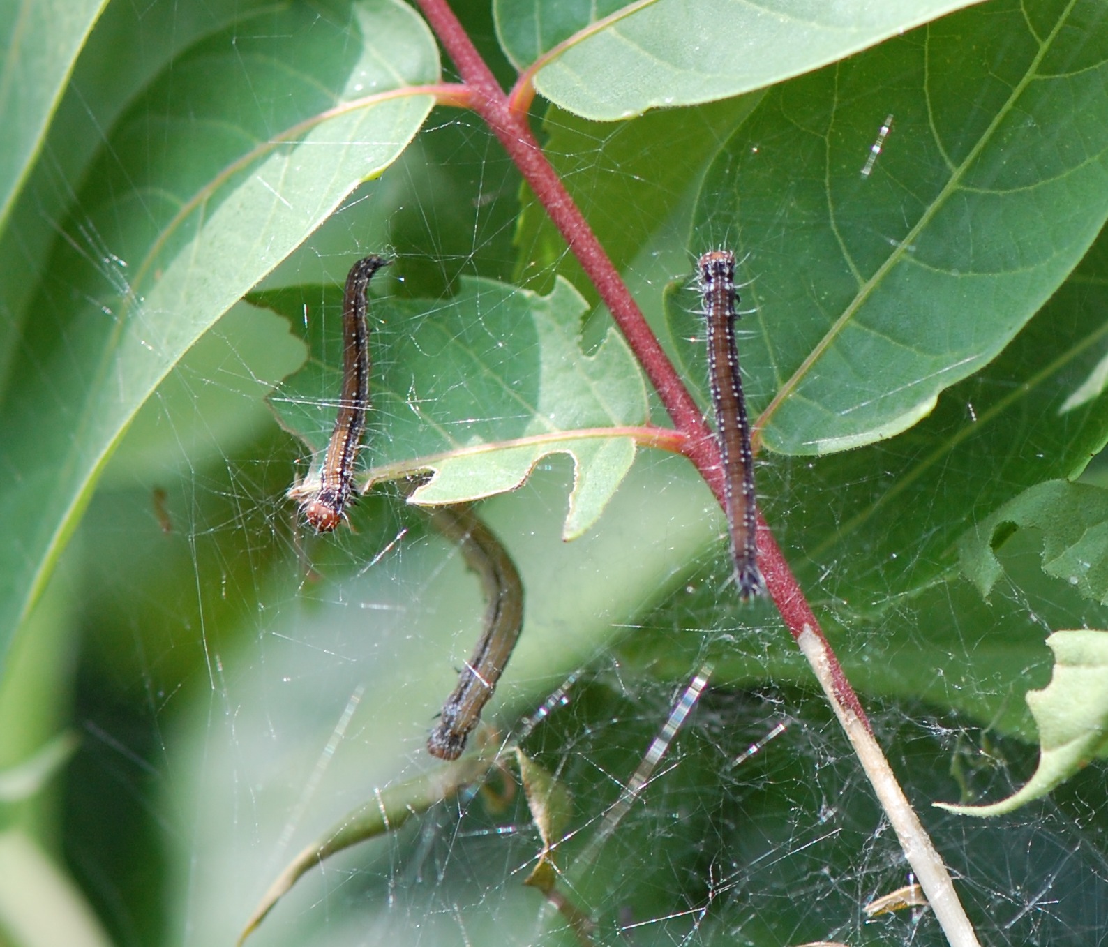 Types of Caterpillars in Texas