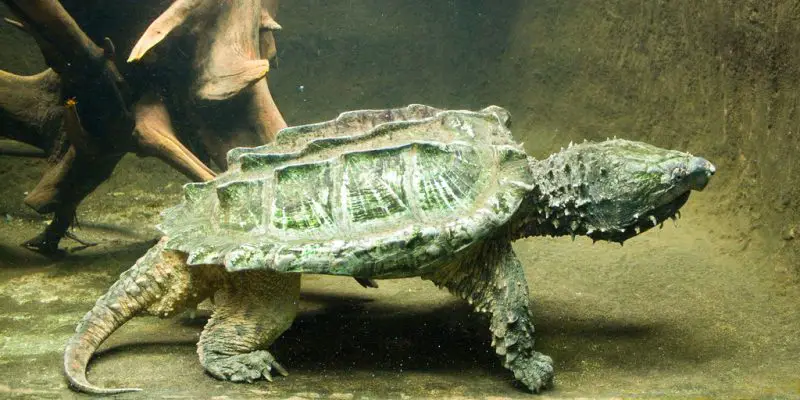 Types of Turtles in Florida