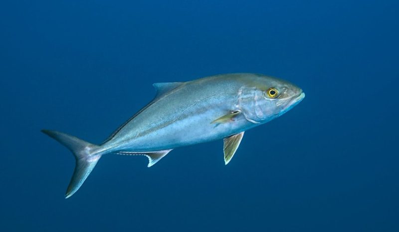 Types of Fish in Florida