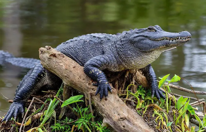 Most Dangerous Animals in Florida