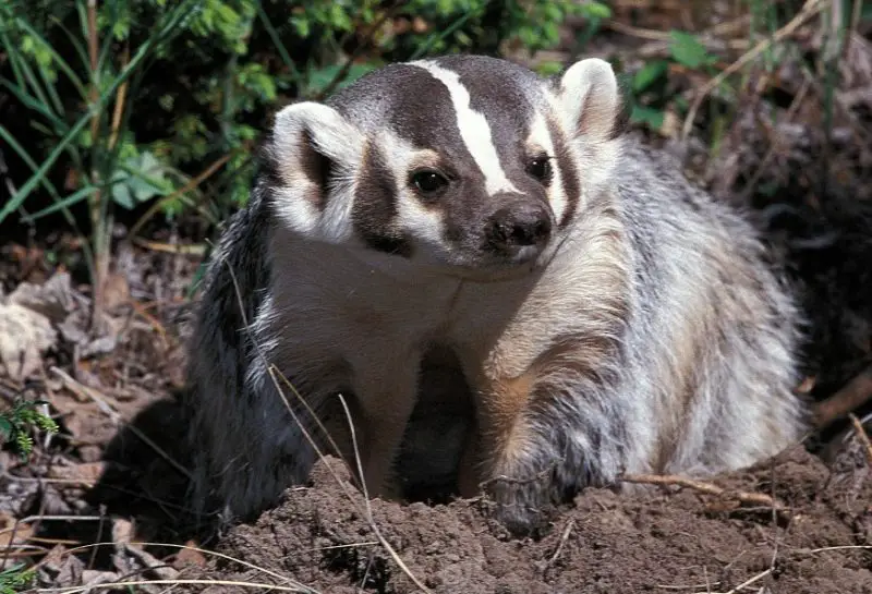 Wild Animals in South Dakota