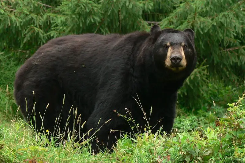 Bears in Montana
