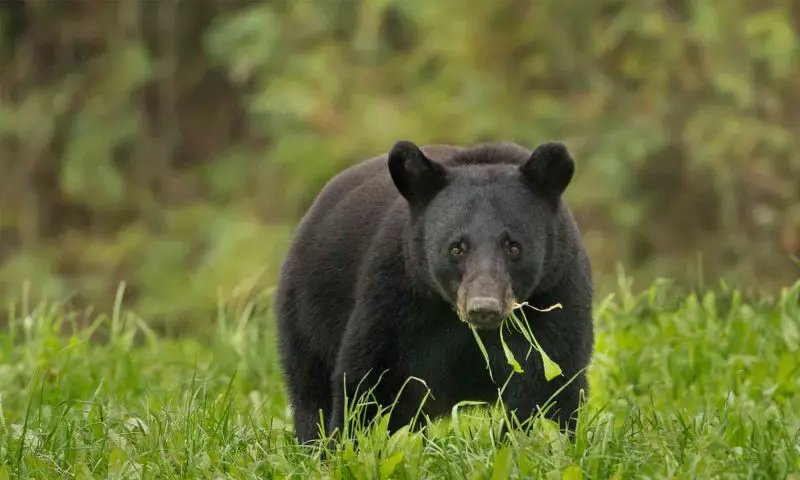 Types of Bears in California