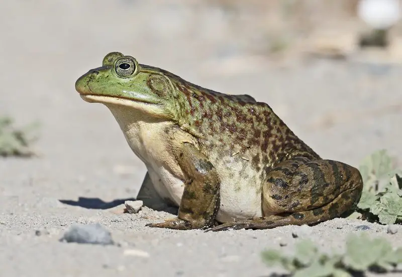 Frogs in California