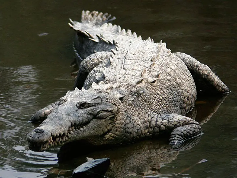 Most Dangerous Animals in Florida
