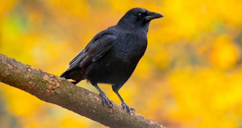 Crows and Jays in New Jersey
