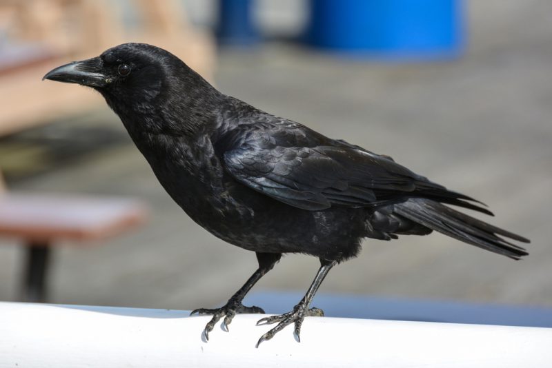 Types of Birds in California