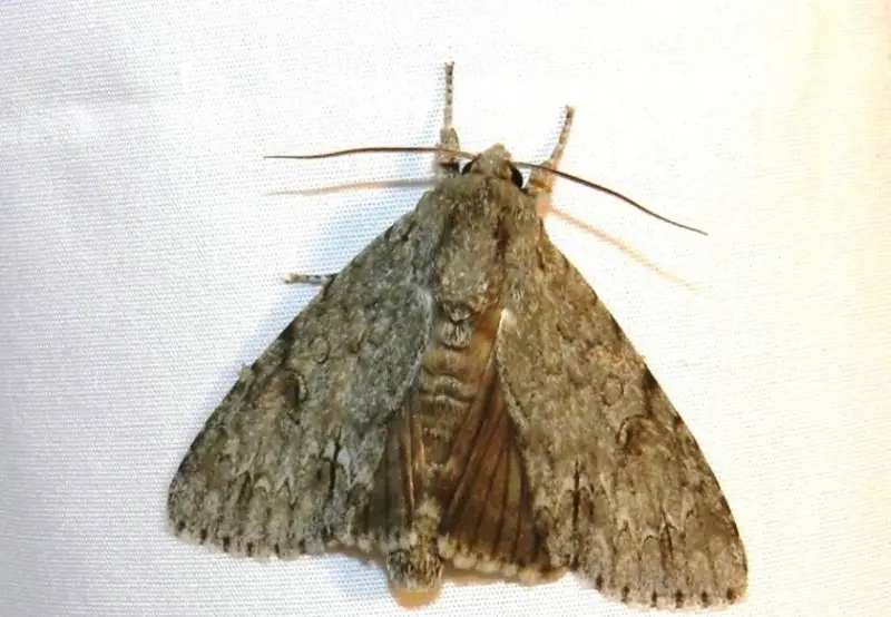 Moths in North Carolina