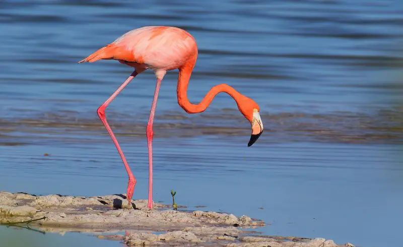 Flamingos in Florida