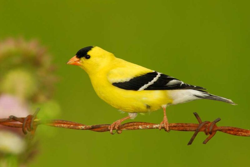 Yellow Birds in Virginia