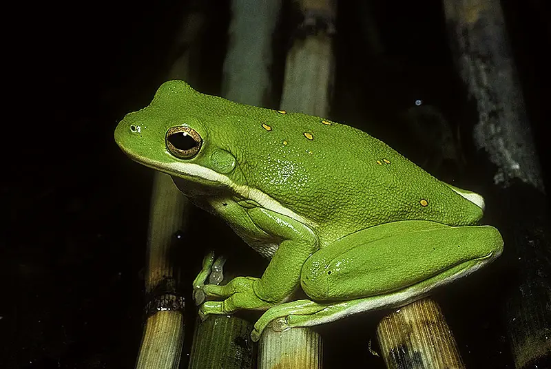 Frogs in California
