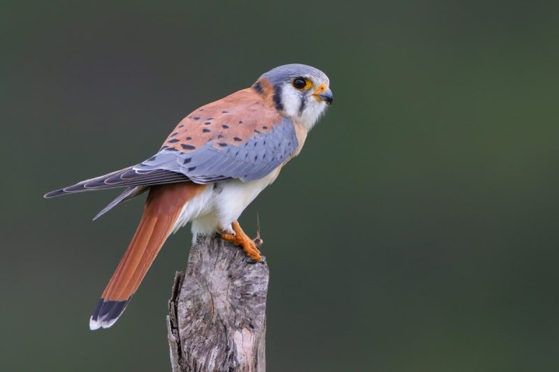 Birds With White Tails in Arizona