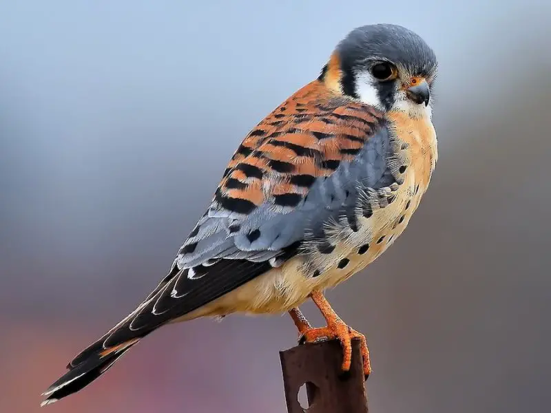 Falcons in Arkansas