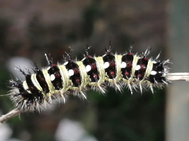Types of Caterpillars in Texas