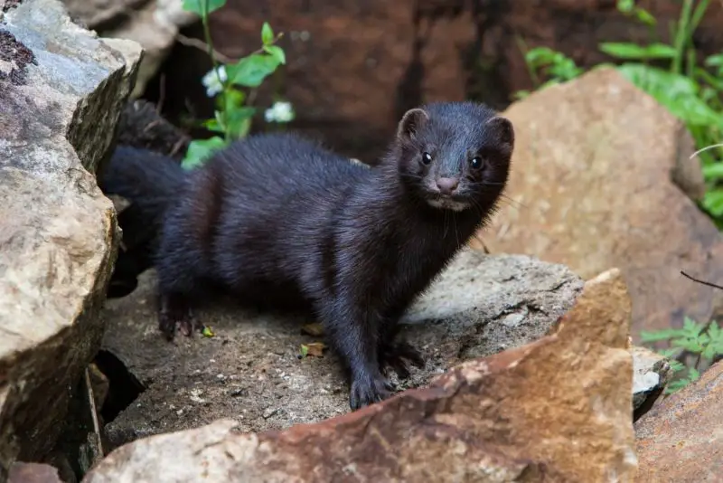 Types of Weasels in Minnesota 