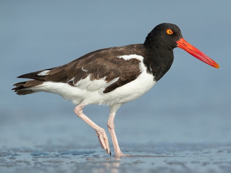 Shorebirds in Florida