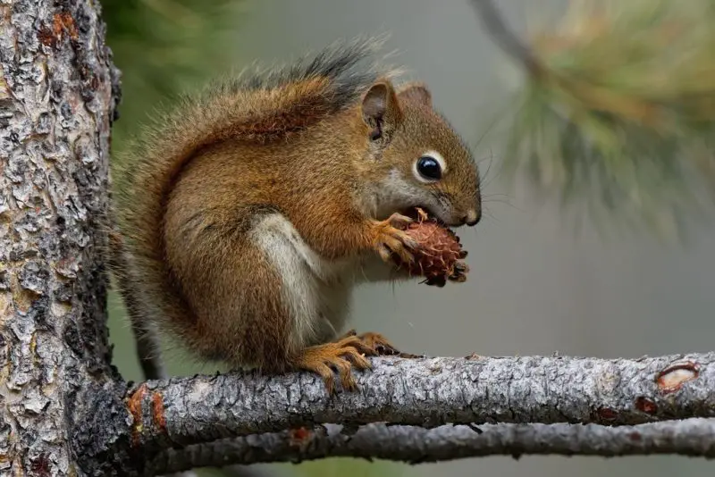 Squirrels in North Carolina