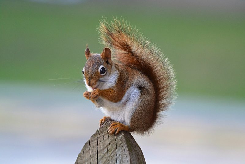 Types of Squirrels in Michigan