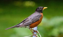 25 Common Birds in Vermont (With Pictures and Identification)