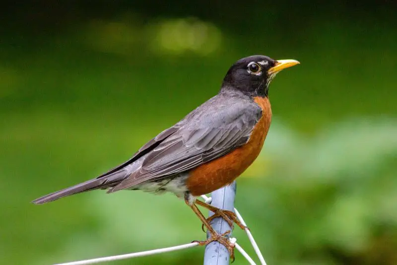 Birds in Vermont