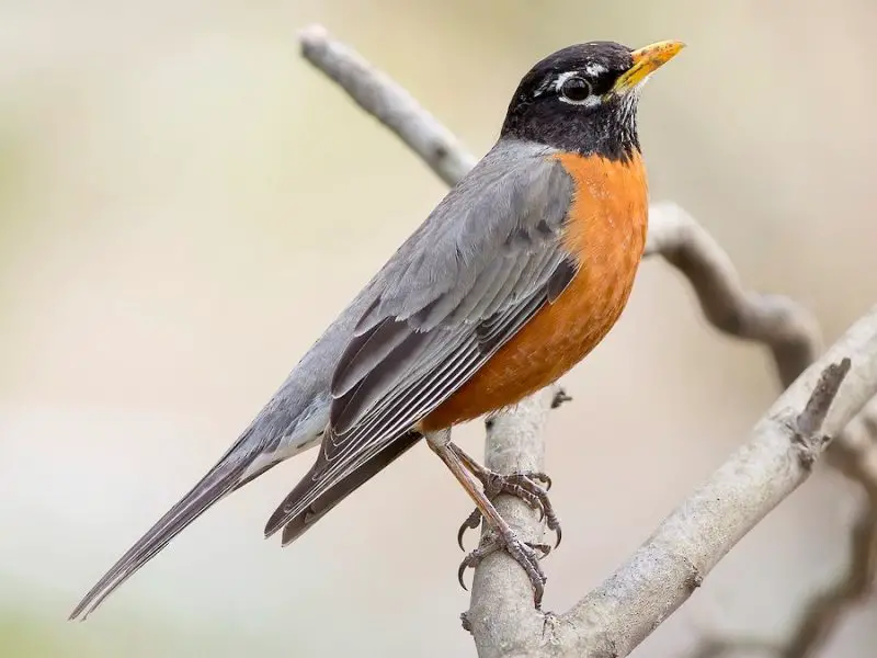 Types of Birds in California