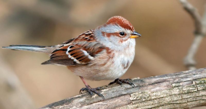 Types of Sparrows in Ohio
