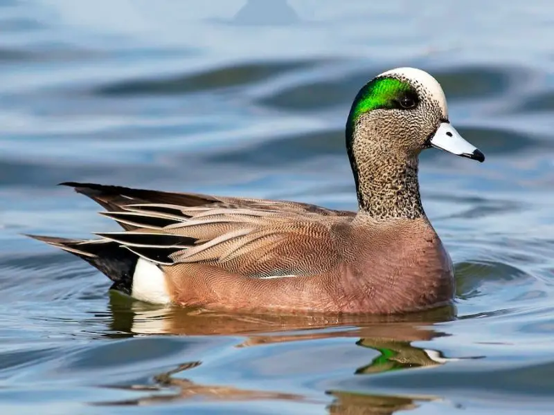 Types of Birds in California