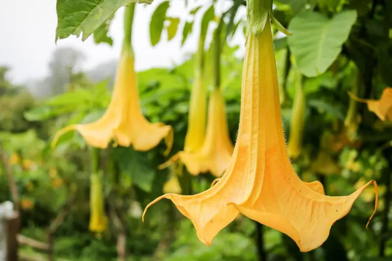 Poisonous Plants in Florida
