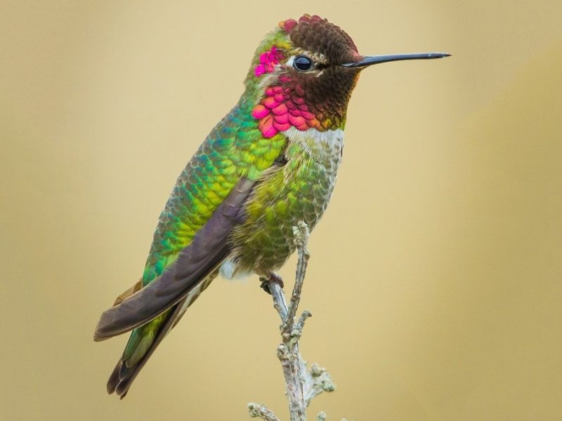 Types of Birds in California